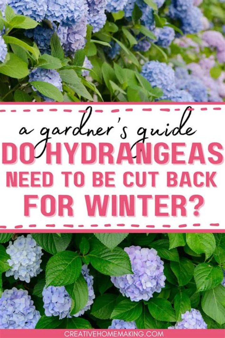 How do I make my hydrangeas thicker?