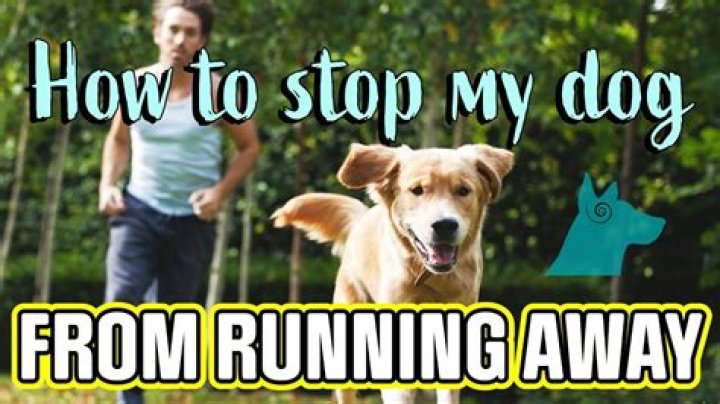 How do I stop my dog chasing wildlife?
