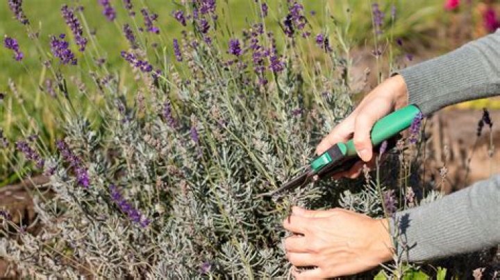How do I use homegrown lavender?