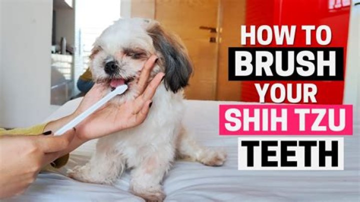 How do you brush Shih Tzu teeth?