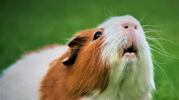 How do you cheer up a sad guinea pig?
