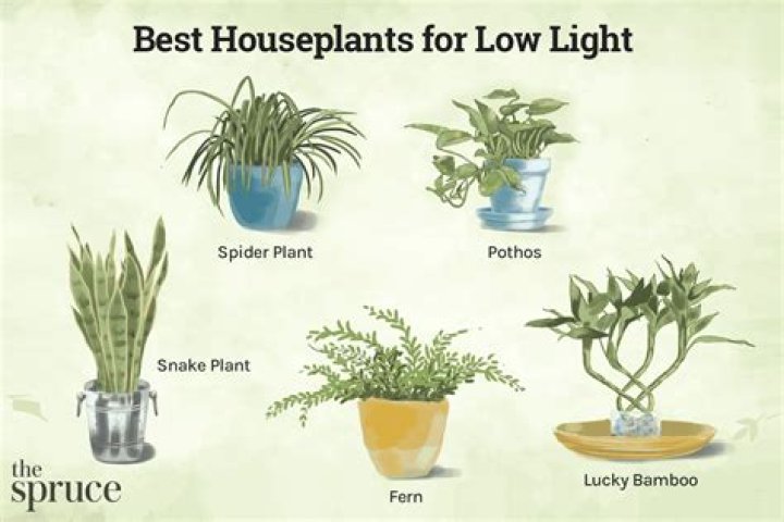 How do you clean indoor plant roots?