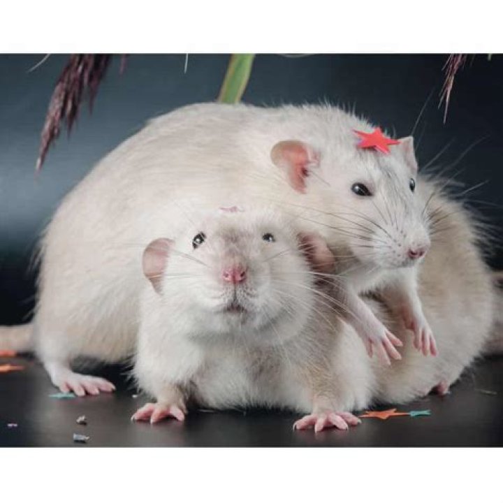 How do you entertain a bored rat?