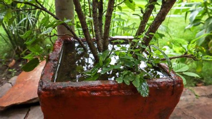 How do you fix a waterlogged potted plant?