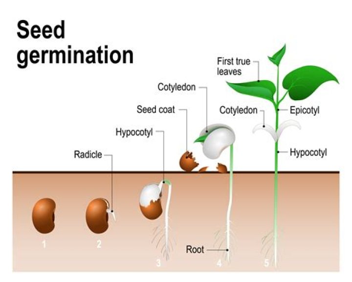 How do you germinate popcorn seeds?