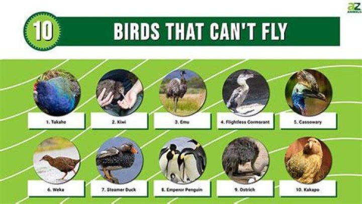 How do you get birds to shut up at night?