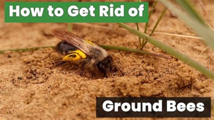 How do you get rid of ground burrowing bees?