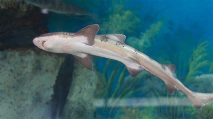How do you get the Minishark in Terraria?