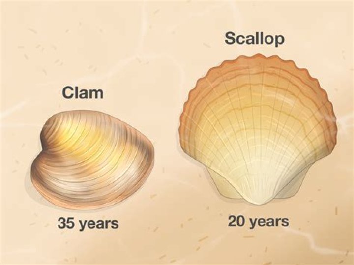 How do you get the water out of scallops?