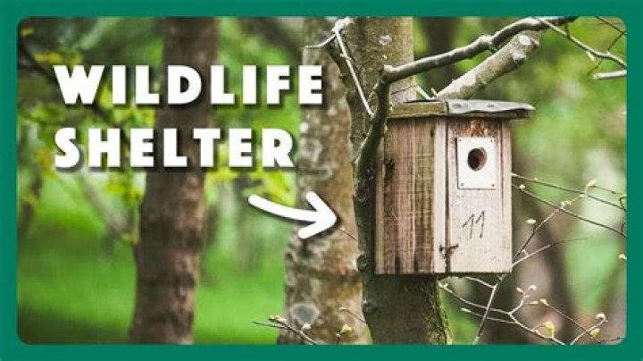 How do you give wild birds water in the winter?