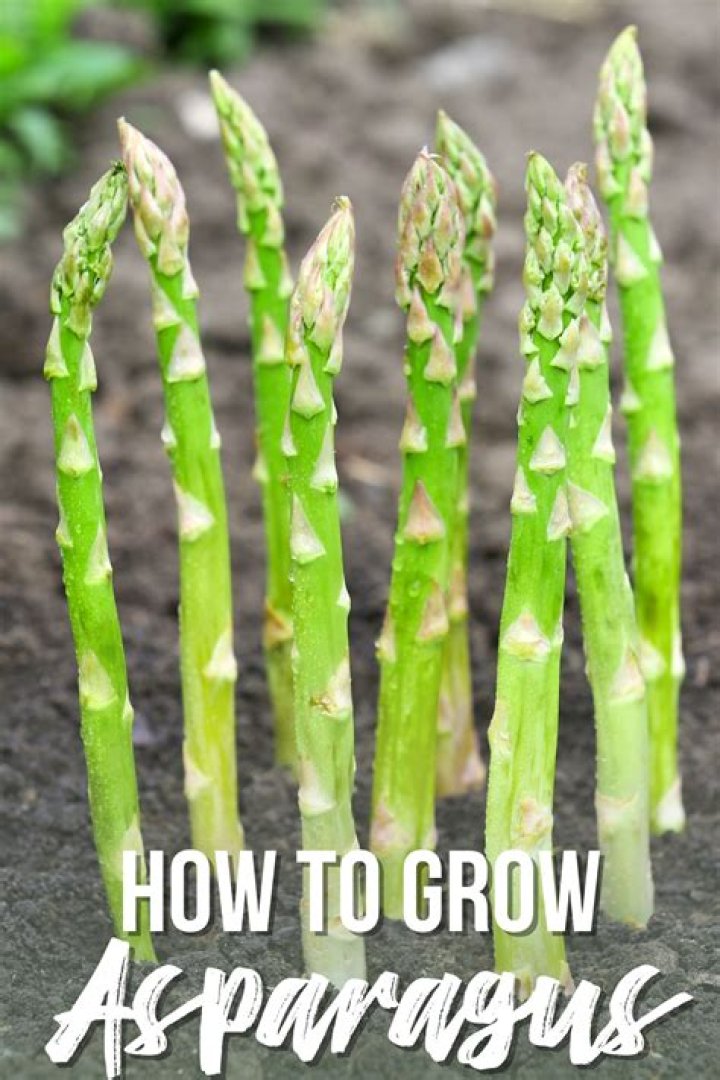 How do you grow asparagus in Wisconsin?