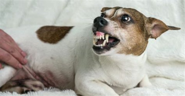 How do you growl?