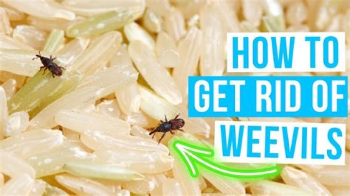 How do you identify weevils in rice?