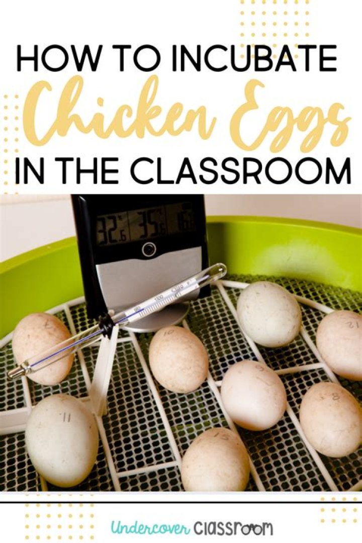 How do you incubate eggs?