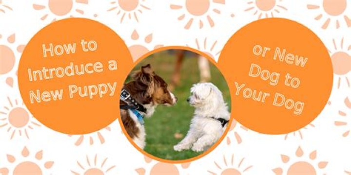 How do you introduce a puppy to a cat UK?