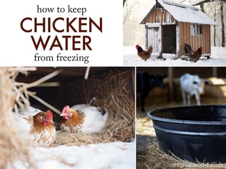 How do you keep water from freezing in a chicken coop without electricity?