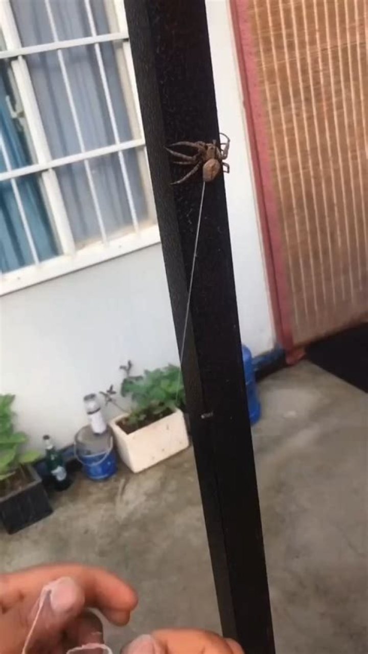 How do you milk a spider?