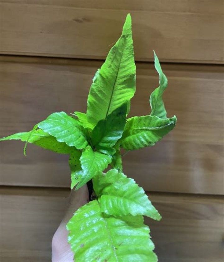 How do you plant an El Nino fern?