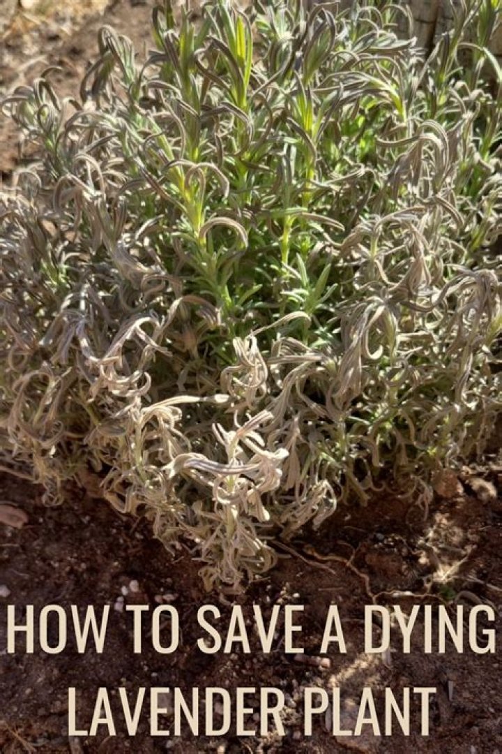 How do you revive Woody lavender?