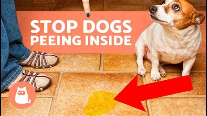 How do you stop a pig from peeing in the house?
