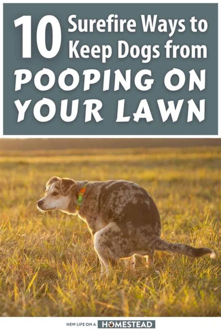 How do you stop dogs from peeing and pooping on your lawn?