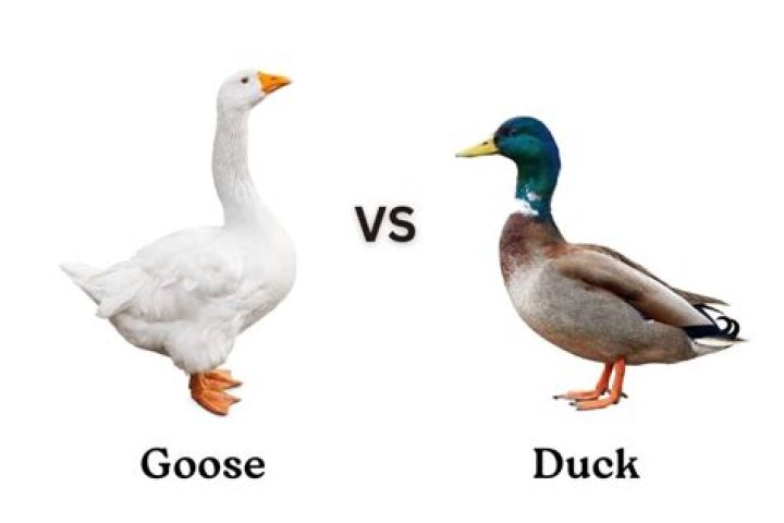 How do you stop duck feet?