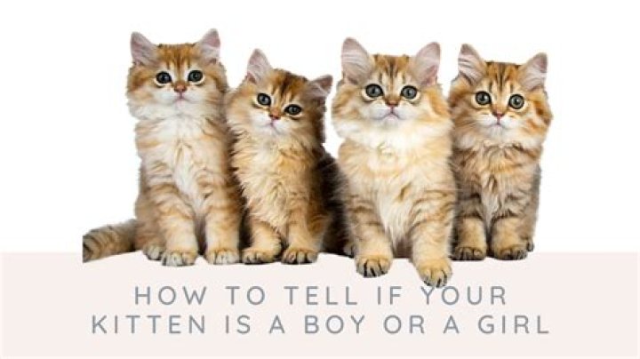 How do you tell if a cat is a boy or a girl by face?