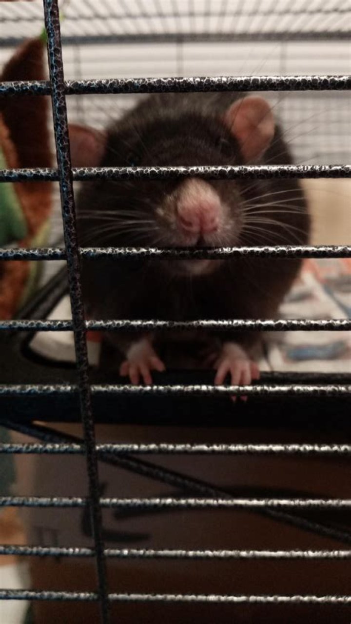 How do you tell if your rat likes you?