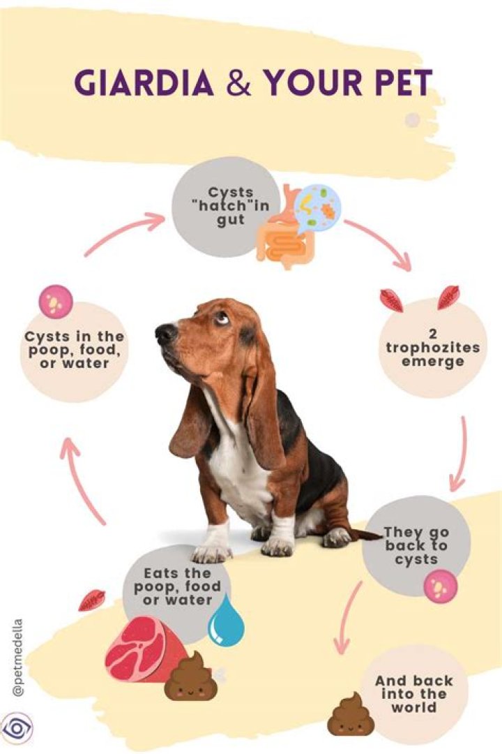 How do you test for Giardia in humans?