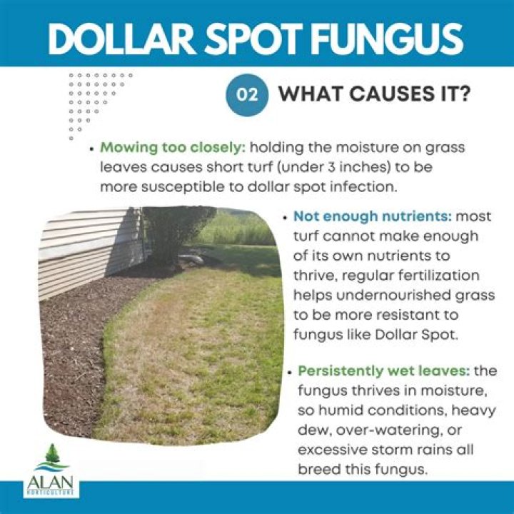 How do you treat dollar spot fungus?