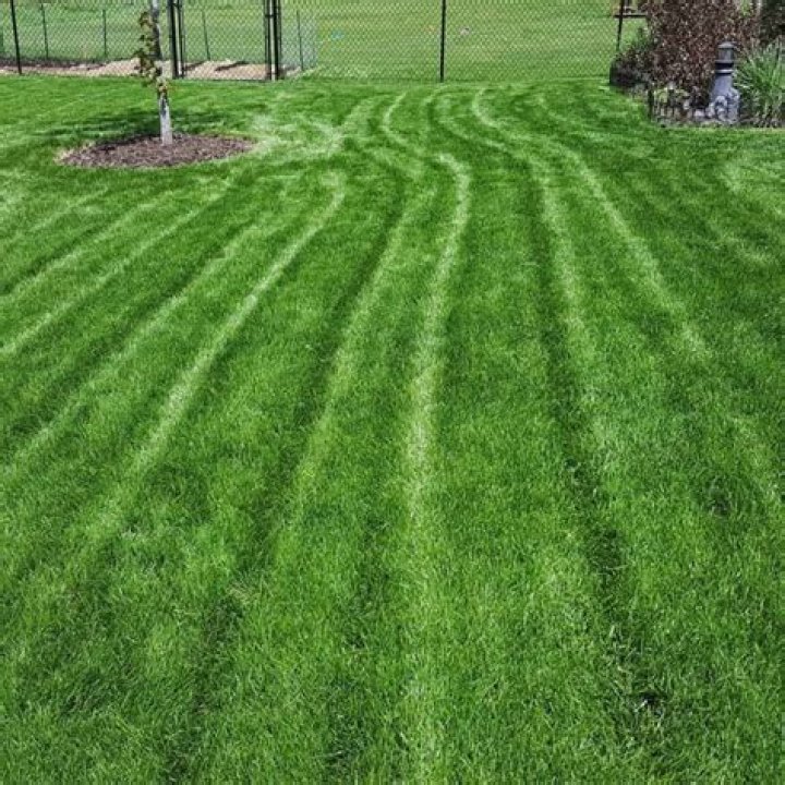 How do you wake up Kentucky bluegrass?