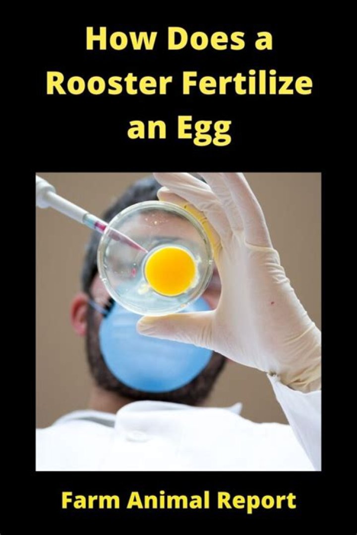 How does a rooster fertilize an egg?