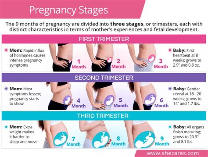 How does your stomach feel in early pregnancy?