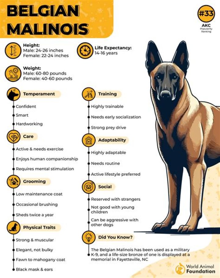 How fast is a Malinois?