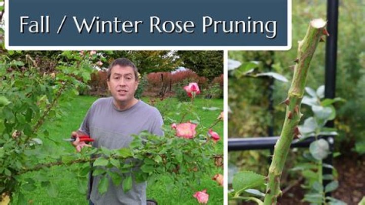 How hard can I prune an old rose?