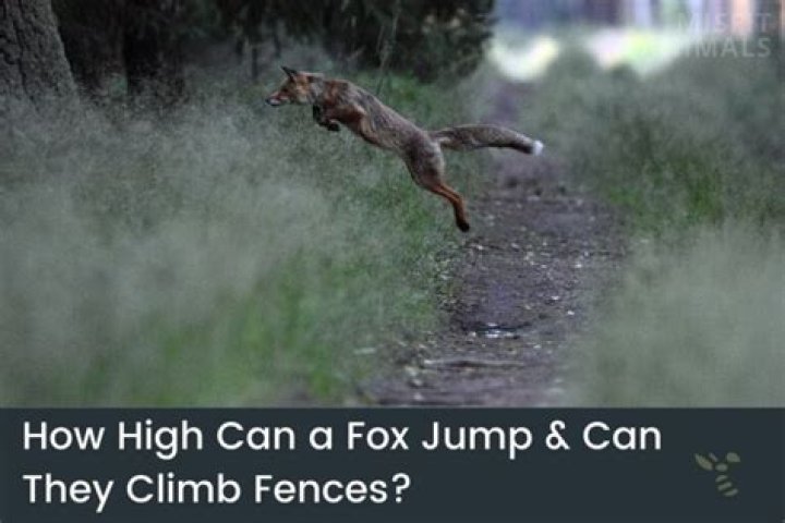 How high can a fox jump?