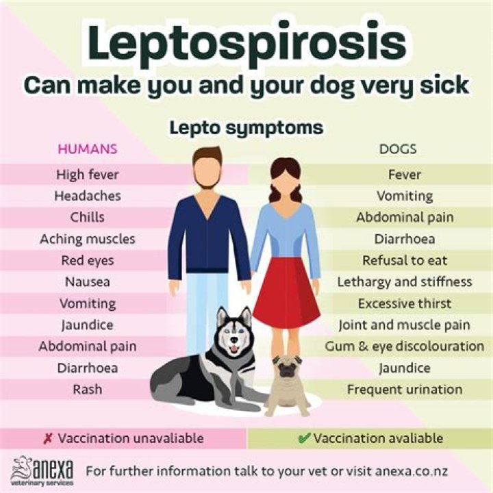How long before leptospirosis symptoms appear in dogs?