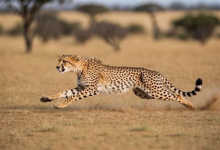 How long can a cheetah run without stopping?