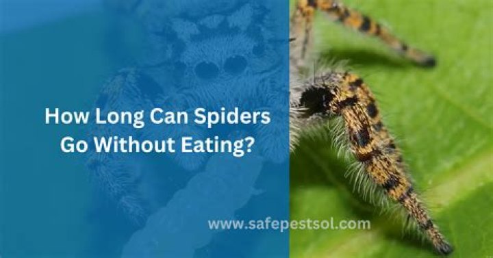 How long can a spider live without eating?