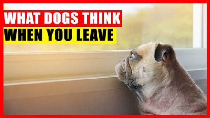 How long do dogs think you're gone?