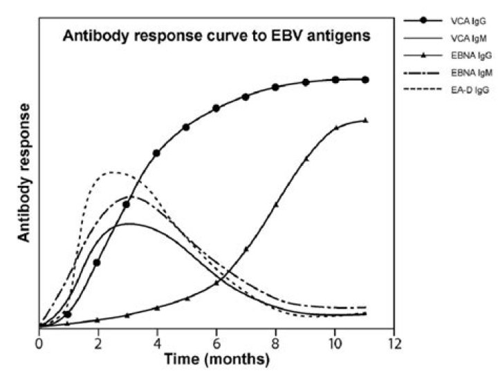 How long does EBV early antigen stay positive?