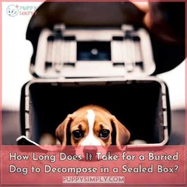How long does it take for a buried dog to decompose?