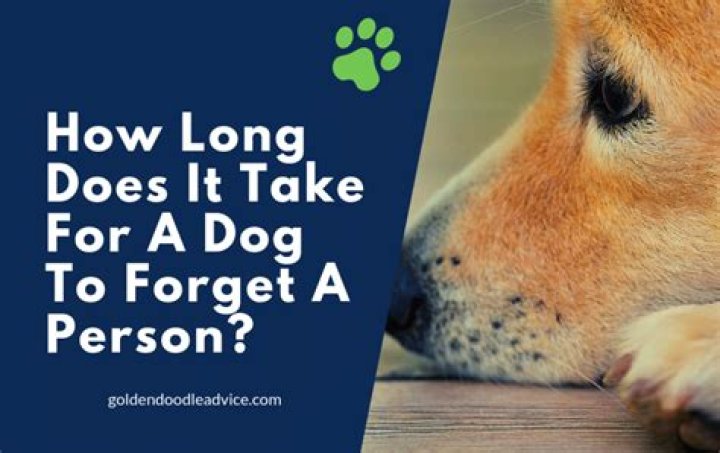 How long does it take for a dog to forget a person?