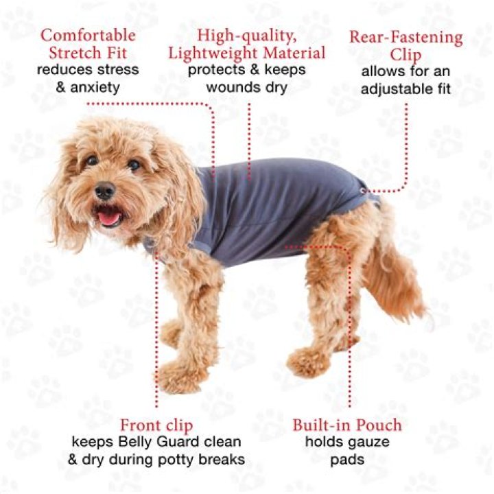How long does it take for a puppy to learn its owner?