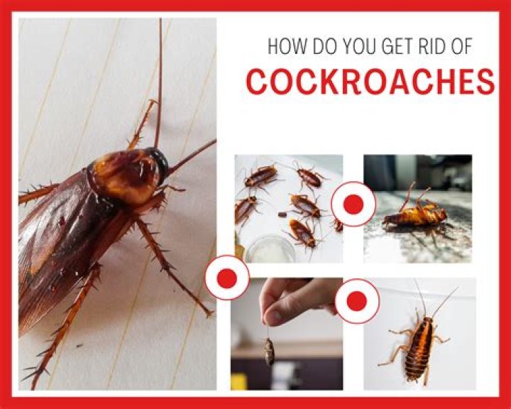 How long does it take to get rid of cockroaches?