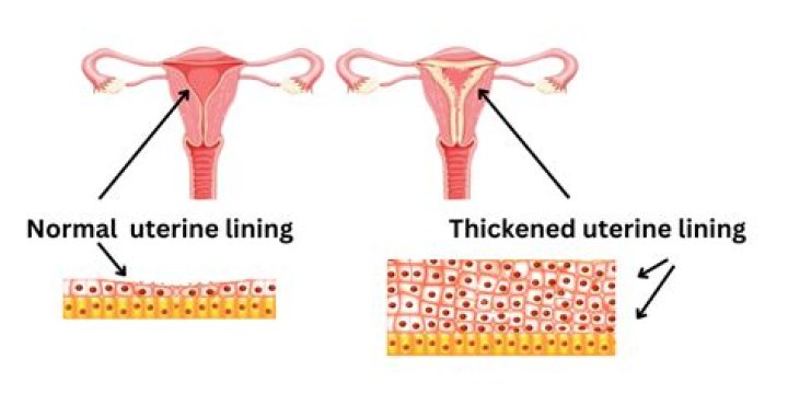 How long does it take to shed uterine lining?