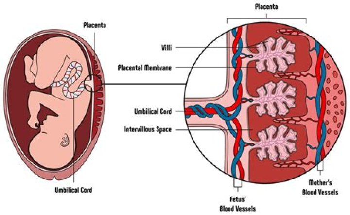 How long is placenta good for after birth?