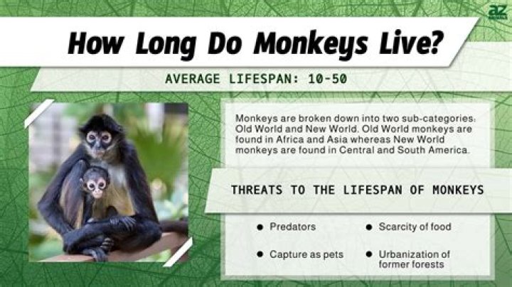 How long is the lifespan of a spider?