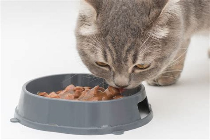 How long should cats go between meals?