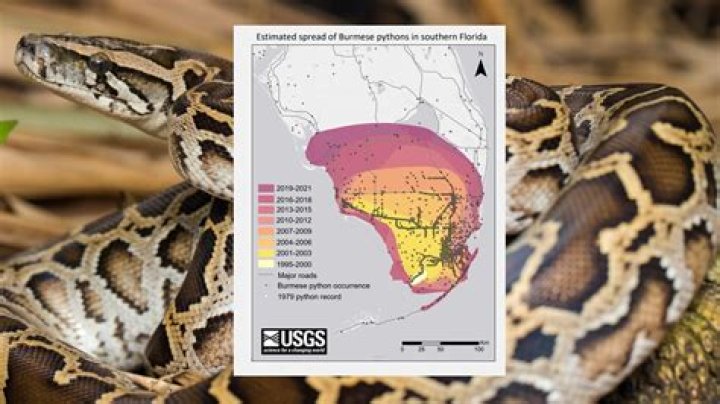 How many babies do a python have?